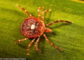 Potential treatment for deadly tick-borne condition that makes you allergic to meat discovered