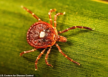 Potential treatment for deadly tick-borne condition that makes you allergic to meat discovered