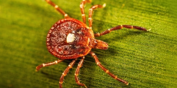 Potential treatment for deadly tick-borne condition that makes you allergic to meat discovered